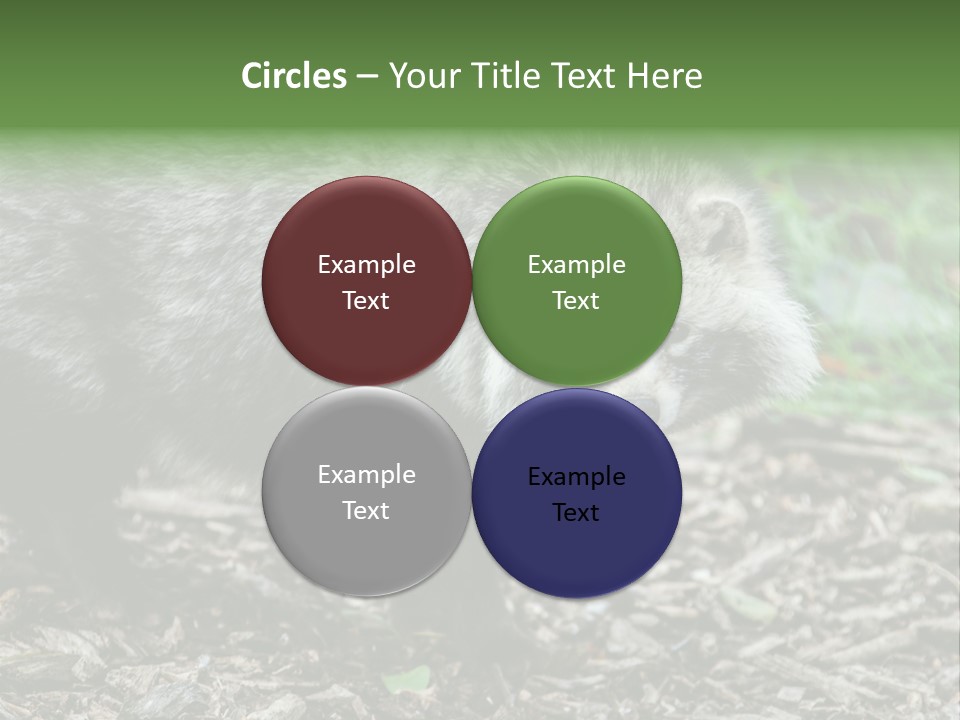 Wildlife Procyonoides Canine PowerPoint Template