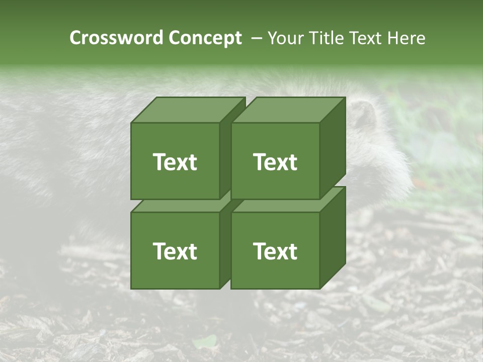 Wildlife Procyonoides Canine PowerPoint Template