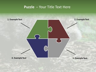 Wildlife Procyonoides Canine PowerPoint Template