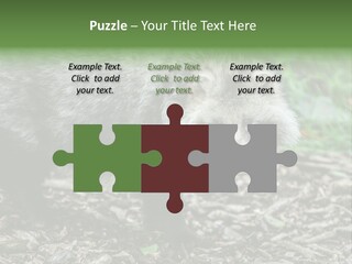 Wildlife Procyonoides Canine PowerPoint Template
