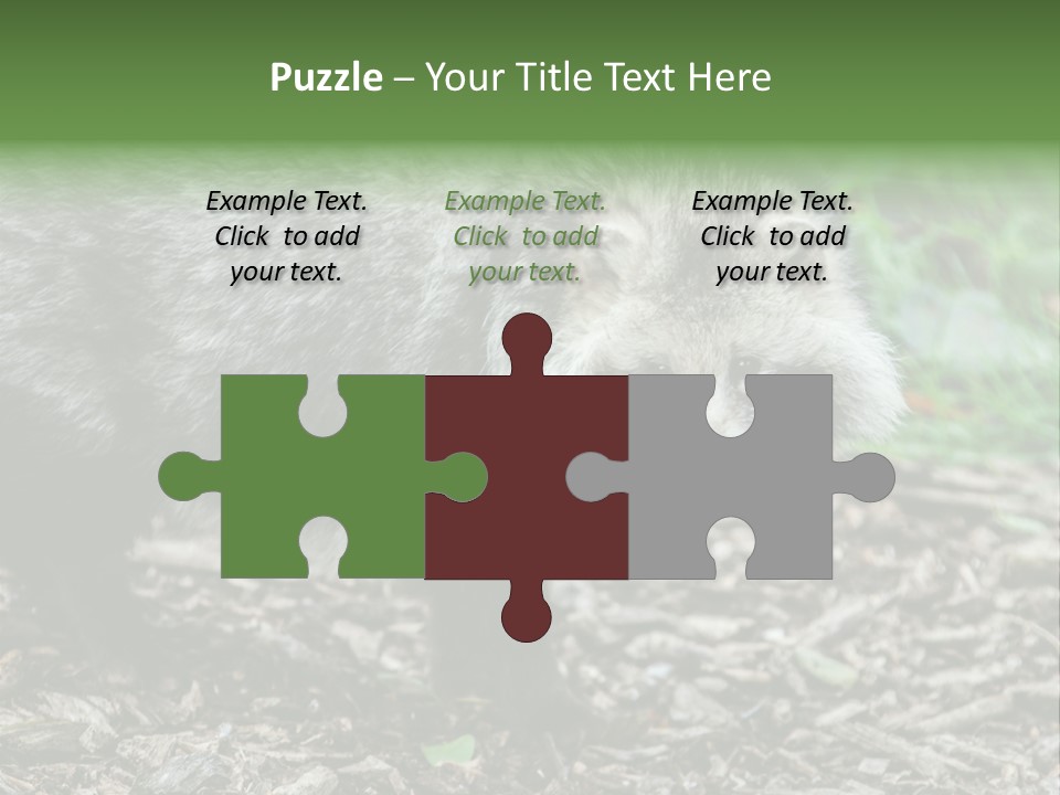 Wildlife Procyonoides Canine PowerPoint Template