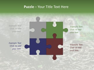 Wildlife Procyonoides Canine PowerPoint Template