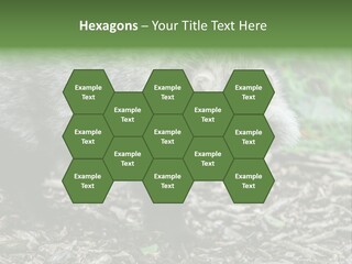 Wildlife Procyonoides Canine PowerPoint Template