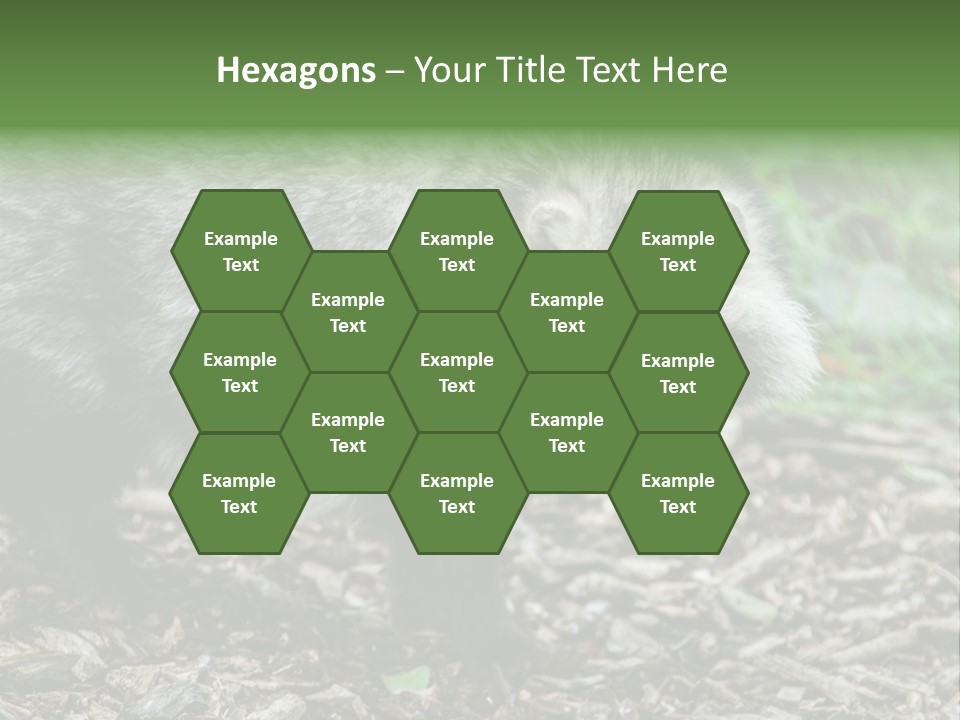 Wildlife Procyonoides Canine PowerPoint Template