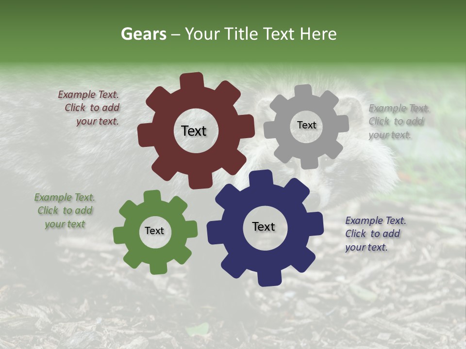 Wildlife Procyonoides Canine PowerPoint Template