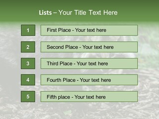 Wildlife Procyonoides Canine PowerPoint Template