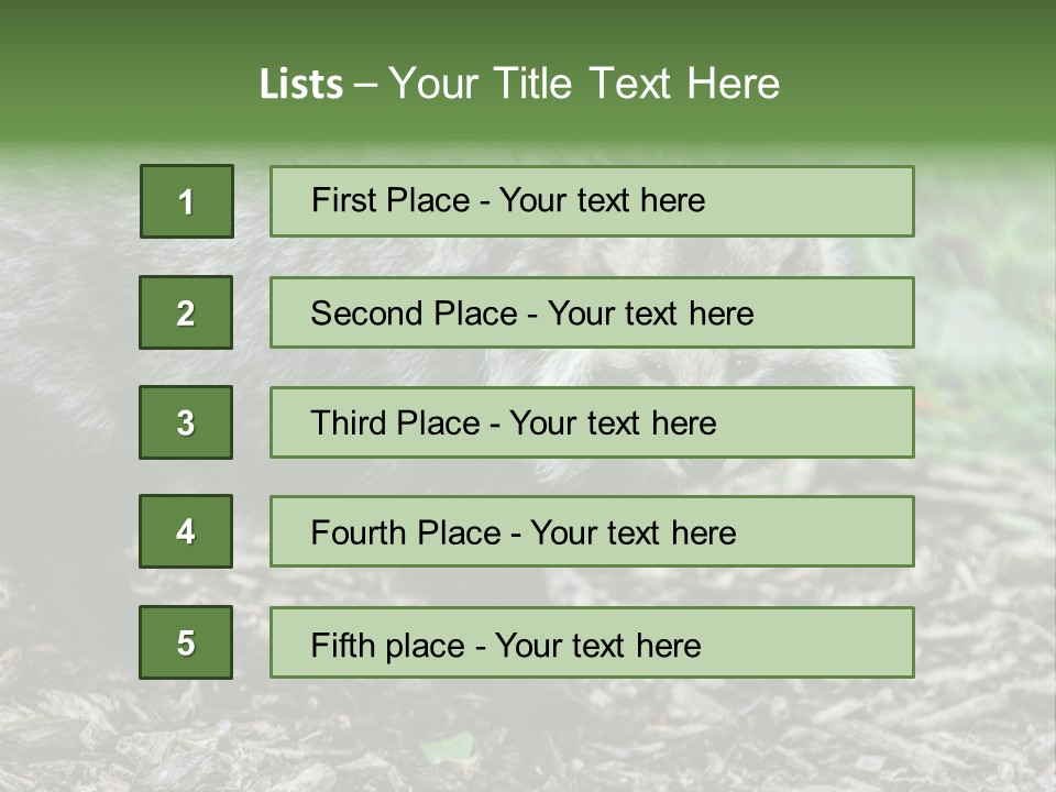 Wildlife Procyonoides Canine PowerPoint Template