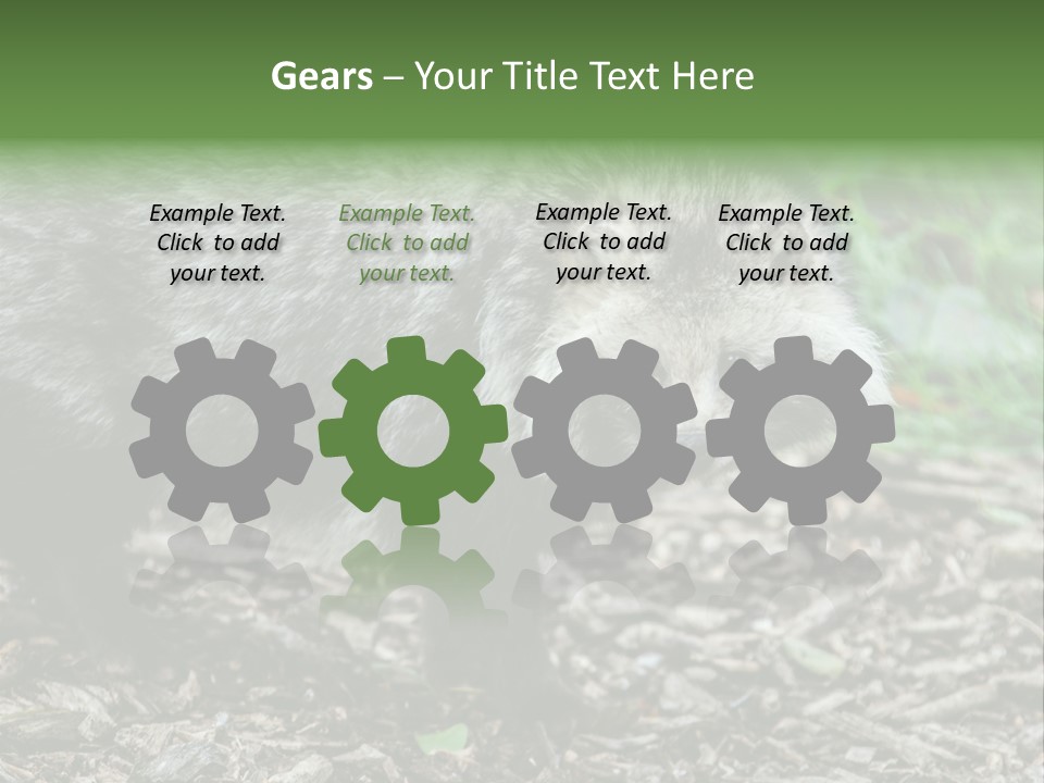 Wildlife Procyonoides Canine PowerPoint Template