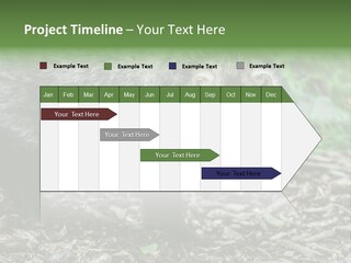 Wildlife Procyonoides Canine PowerPoint Template