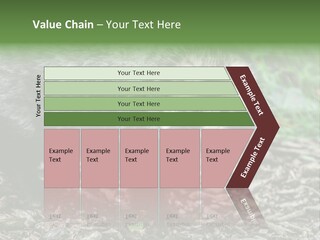 Wildlife Procyonoides Canine PowerPoint Template