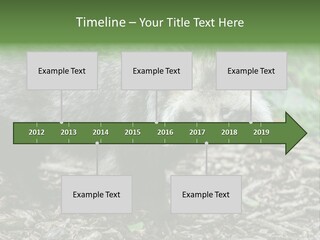 Wildlife Procyonoides Canine PowerPoint Template