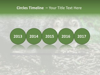Wildlife Procyonoides Canine PowerPoint Template