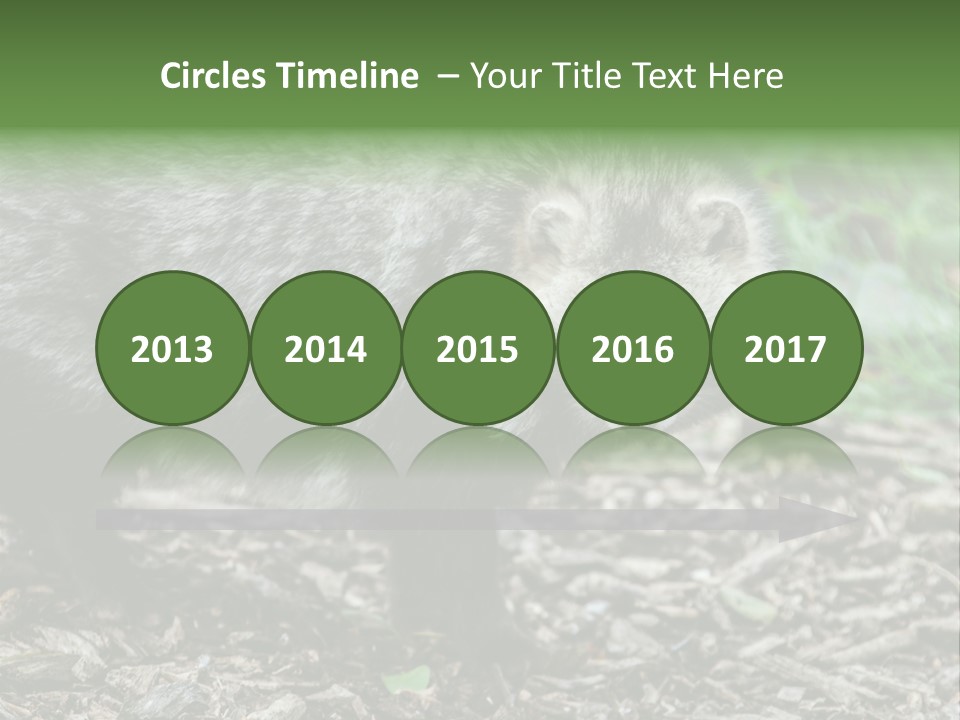 Wildlife Procyonoides Canine PowerPoint Template