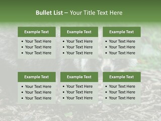 Wildlife Procyonoides Canine PowerPoint Template