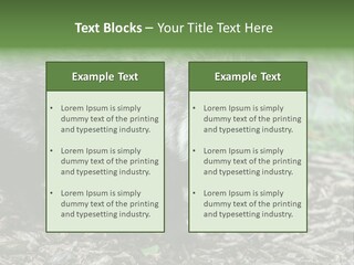 Wildlife Procyonoides Canine PowerPoint Template