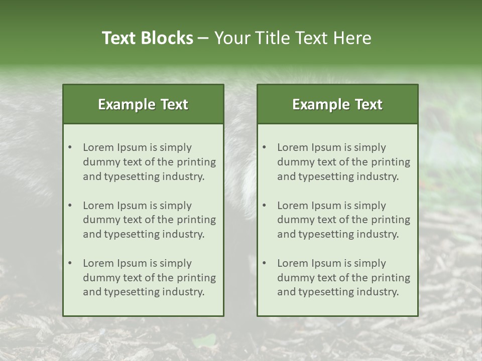 Wildlife Procyonoides Canine PowerPoint Template