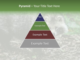 Wildlife Procyonoides Canine PowerPoint Template