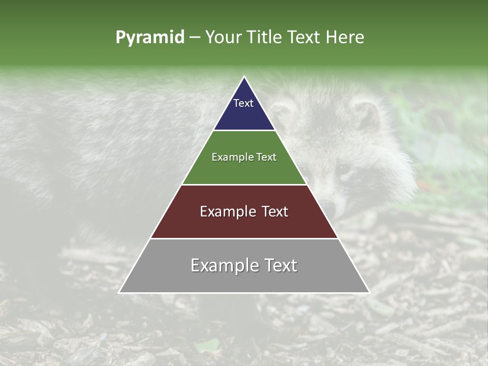 Wildlife Procyonoides Canine PowerPoint Template