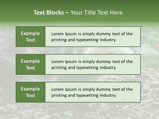 Wildlife Procyonoides Canine PowerPoint Template