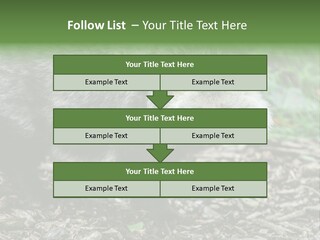 Wildlife Procyonoides Canine PowerPoint Template