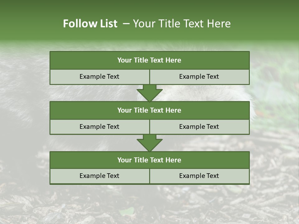 Wildlife Procyonoides Canine PowerPoint Template