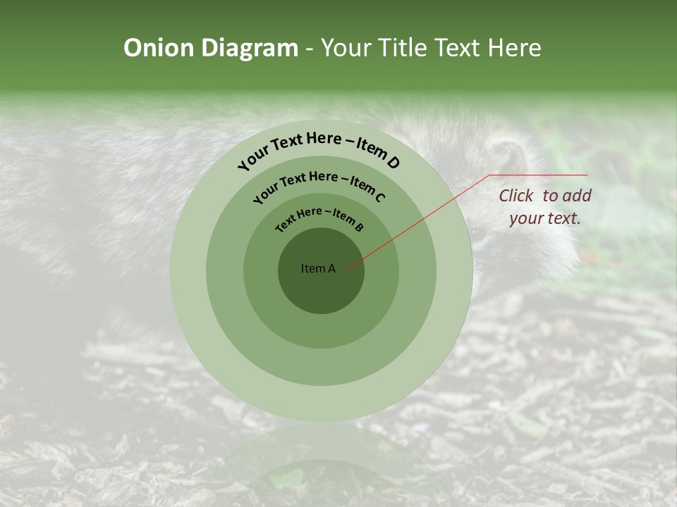 Wildlife Procyonoides Canine PowerPoint Template