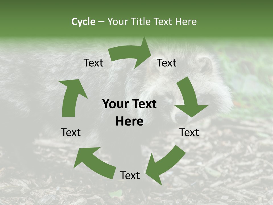 Wildlife Procyonoides Canine PowerPoint Template