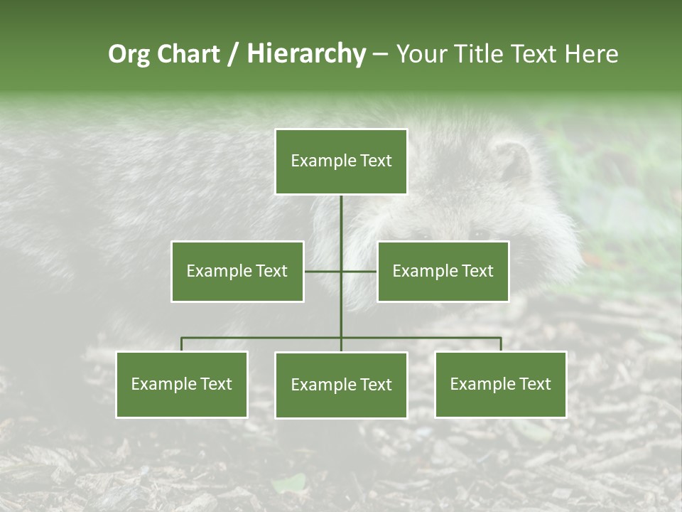 Wildlife Procyonoides Canine PowerPoint Template