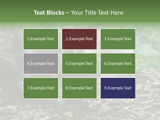 Wildlife Procyonoides Canine PowerPoint Template