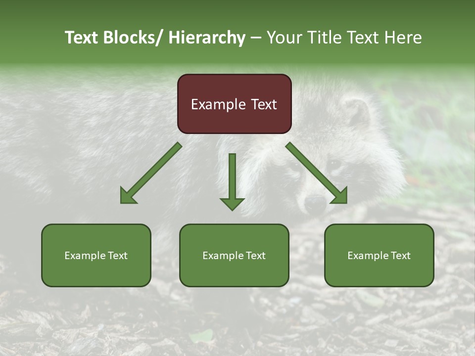 Wildlife Procyonoides Canine PowerPoint Template