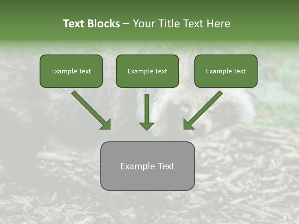 Wildlife Procyonoides Canine PowerPoint Template