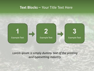 Wildlife Procyonoides Canine PowerPoint Template