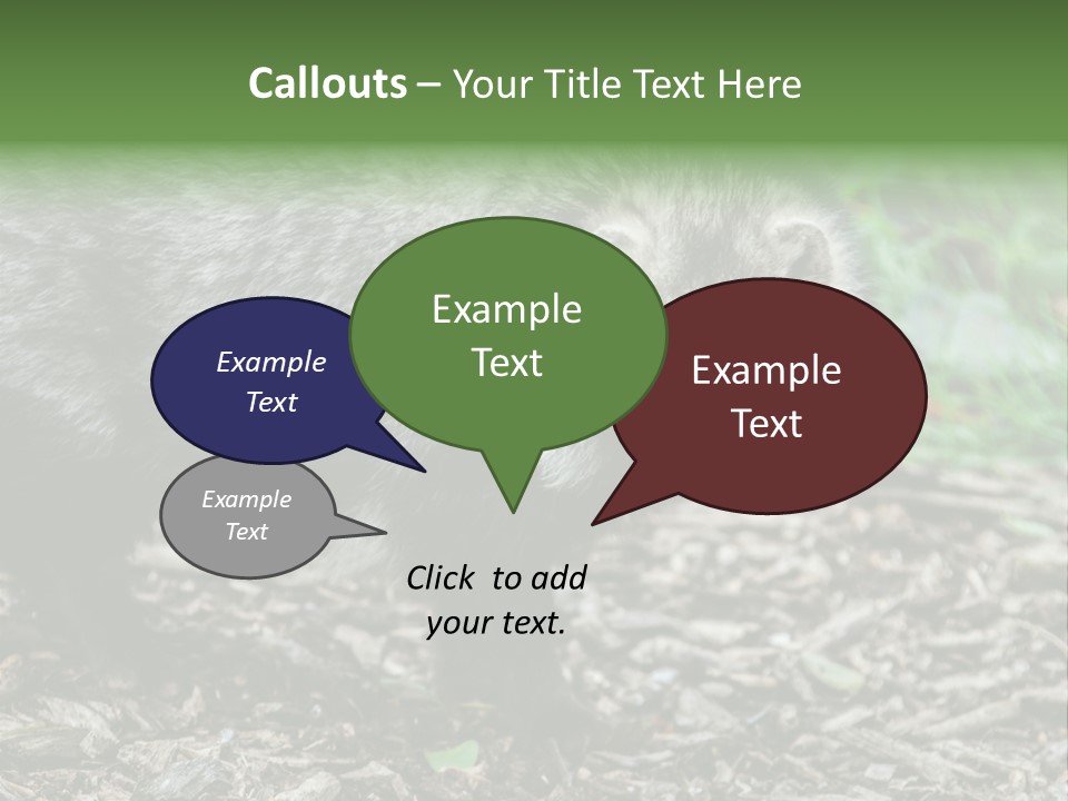 Wildlife Procyonoides Canine PowerPoint Template