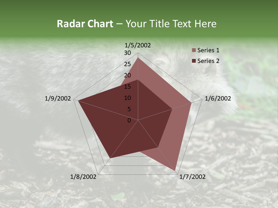 Wildlife Procyonoides Canine PowerPoint Template