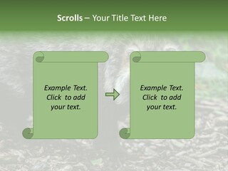 Wildlife Procyonoides Canine PowerPoint Template