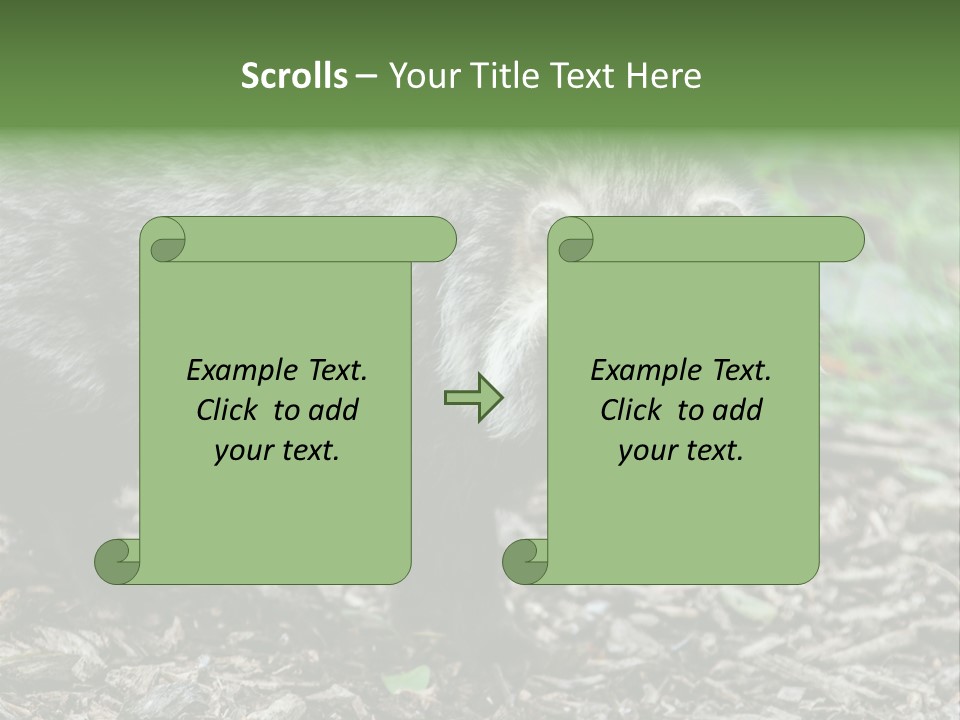 Wildlife Procyonoides Canine PowerPoint Template