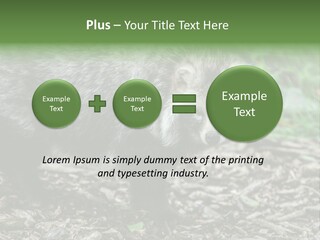 Wildlife Procyonoides Canine PowerPoint Template