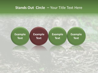 Wildlife Procyonoides Canine PowerPoint Template