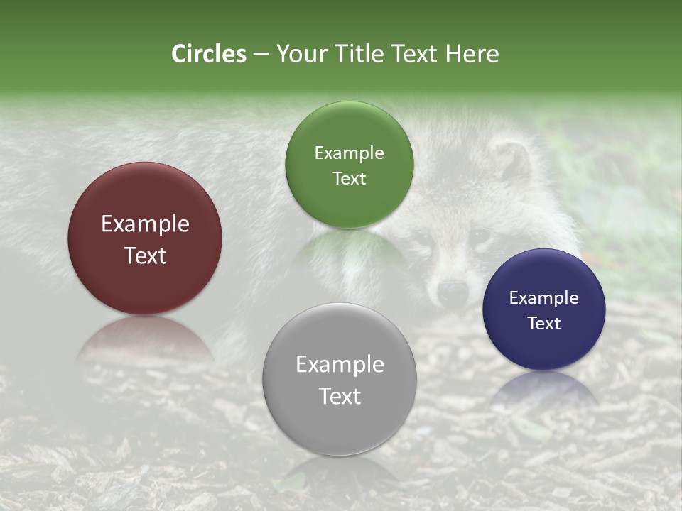 Wildlife Procyonoides Canine PowerPoint Template