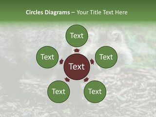 Wildlife Procyonoides Canine PowerPoint Template