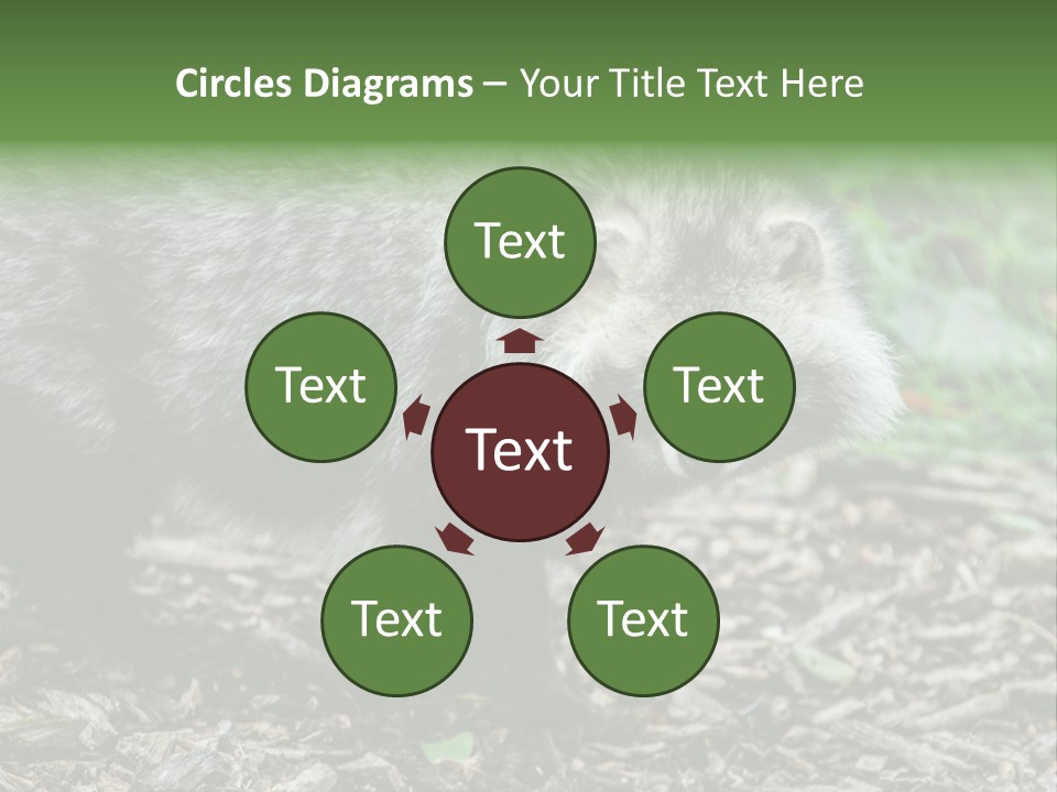 Wildlife Procyonoides Canine PowerPoint Template