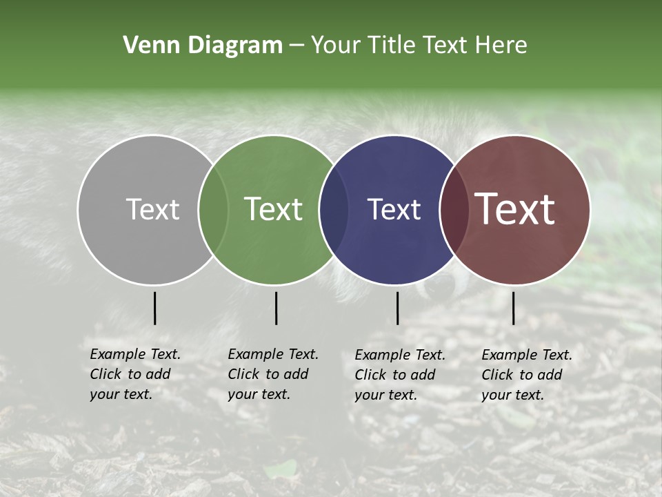 Wildlife Procyonoides Canine PowerPoint Template