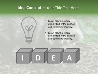 Wildlife Procyonoides Canine PowerPoint Template