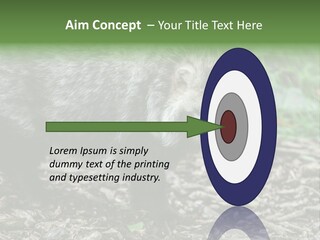 Wildlife Procyonoides Canine PowerPoint Template