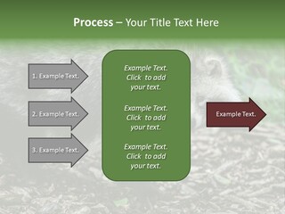 Wildlife Procyonoides Canine PowerPoint Template