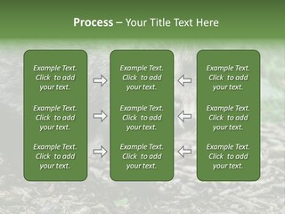 Wildlife Procyonoides Canine PowerPoint Template