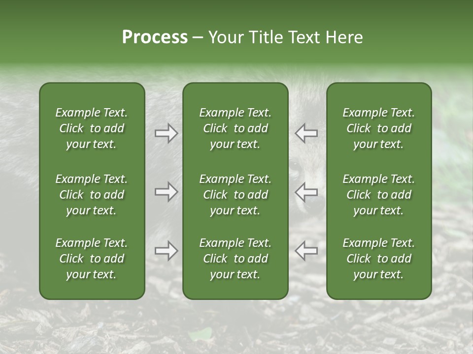 Wildlife Procyonoides Canine PowerPoint Template