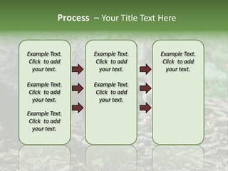Wildlife Procyonoides Canine PowerPoint Template