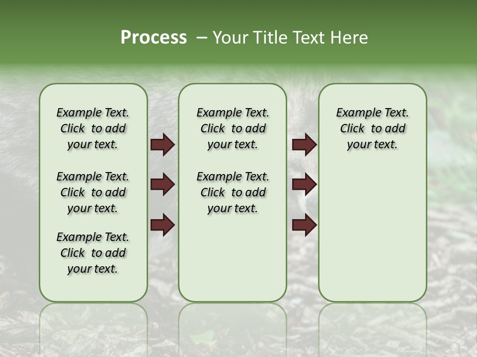Wildlife Procyonoides Canine PowerPoint Template