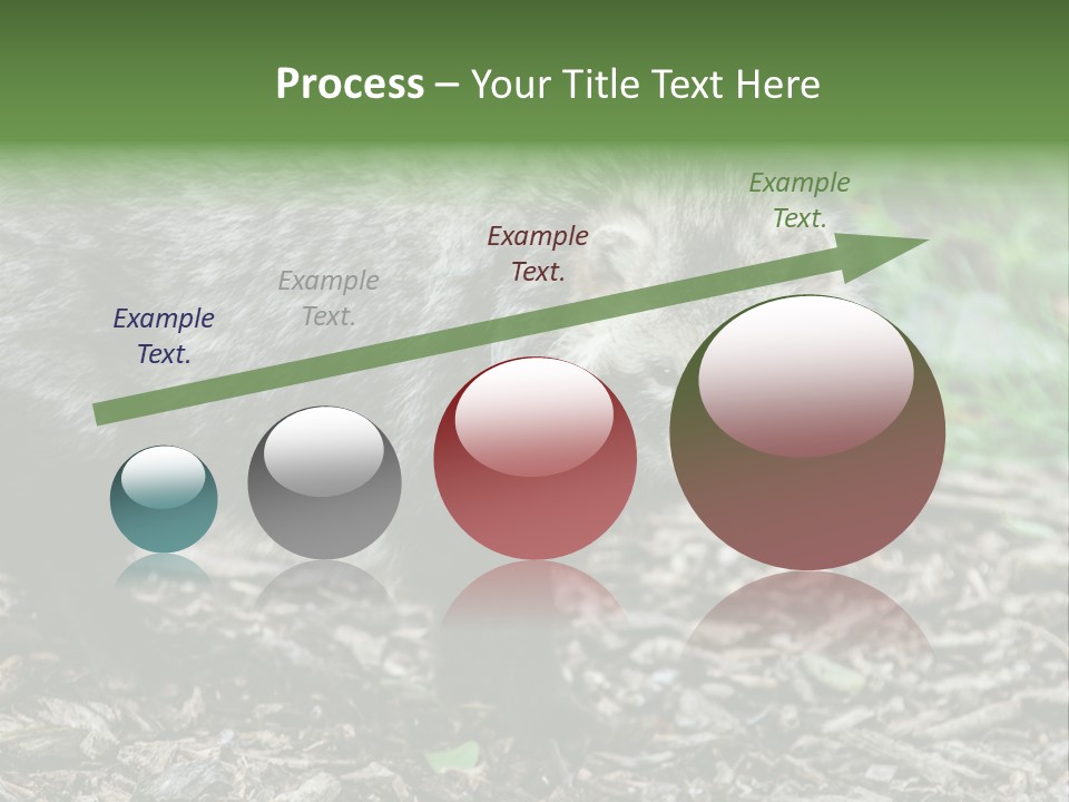 Wildlife Procyonoides Canine PowerPoint Template